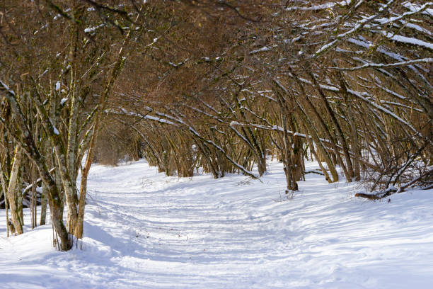 istock snowy countryside landscape in Auvergne 1128092637