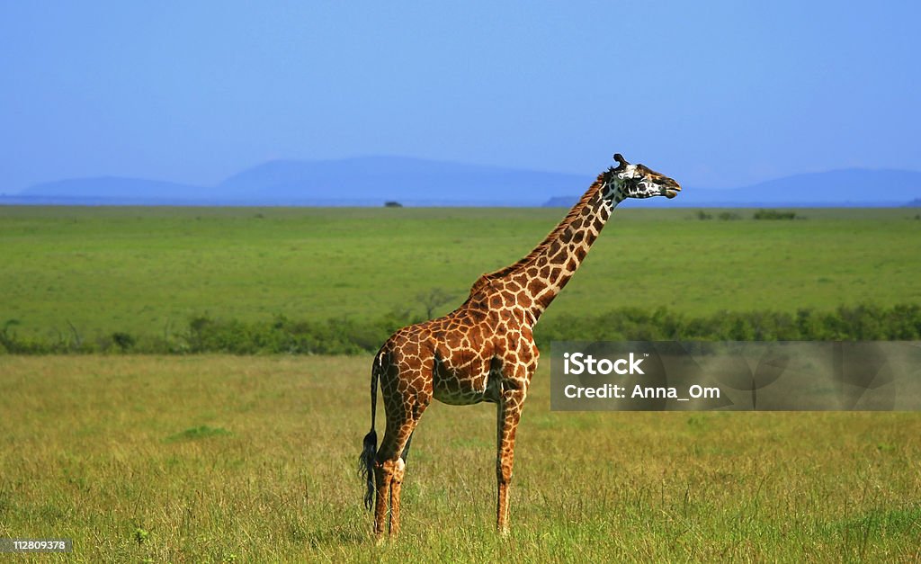 Wild African Giraffe - Lizenzfrei Afrika Stock-Foto