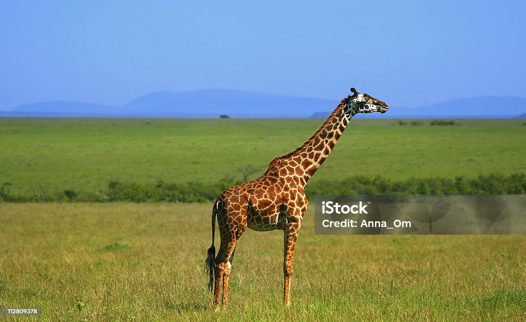 Jirafa africano salvaje - Foto de stock de Aire libre libre de derechos