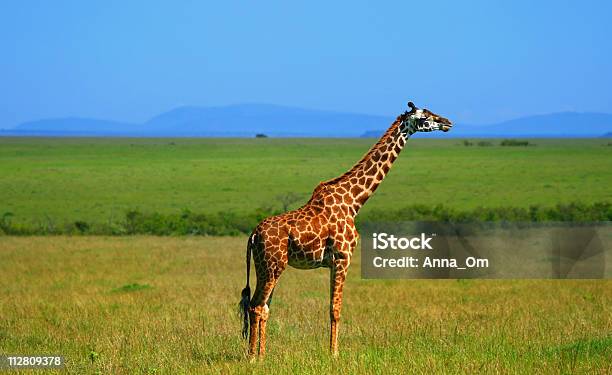 Jirafa Africano Salvaje Foto de stock y más banco de imágenes de Aire libre - Aire libre, Animal, Animales de Safari