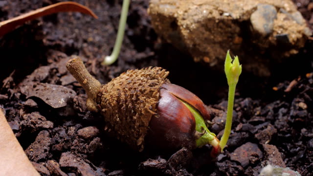 Acorn sprout time lapse video
