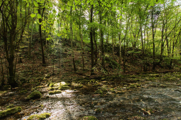 istock Mountain creek in forest, Romania 1128094718