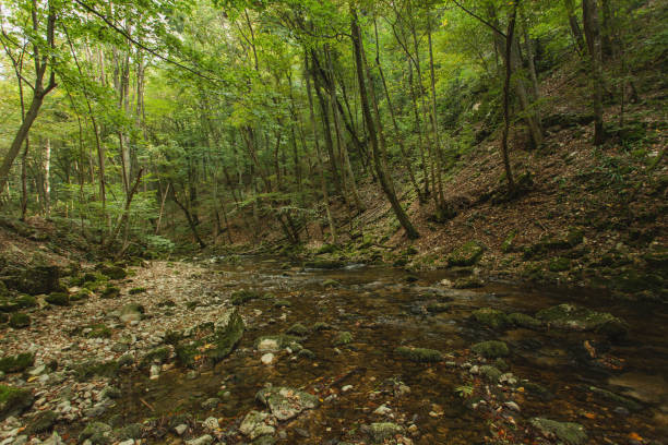 istock Mountain creek in forest, Romania 1128094780