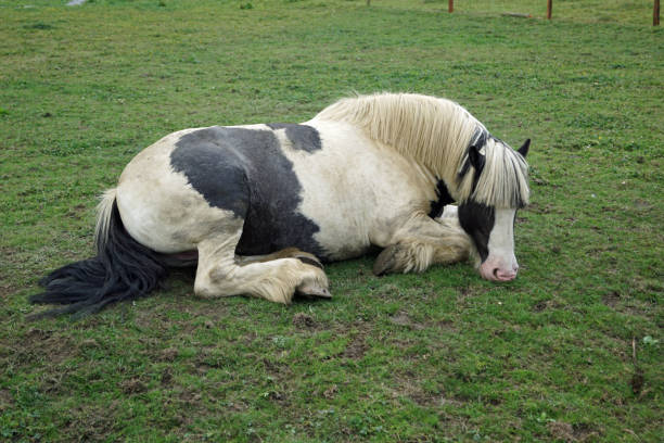 istock Wild Atlantic Way   Cliffs of Moher horse 1128095484