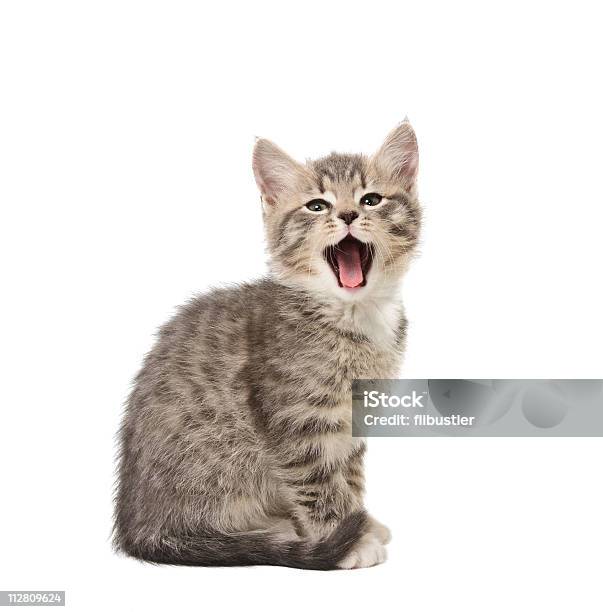 Foto de Salto Kitten Boceja e mais fotos de stock de Gato doméstico - Gato doméstico, Humor, Rindo