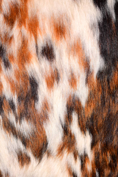 istock Close up of cracker cow hide with mottled reddish brown and dark blotches 1128096620