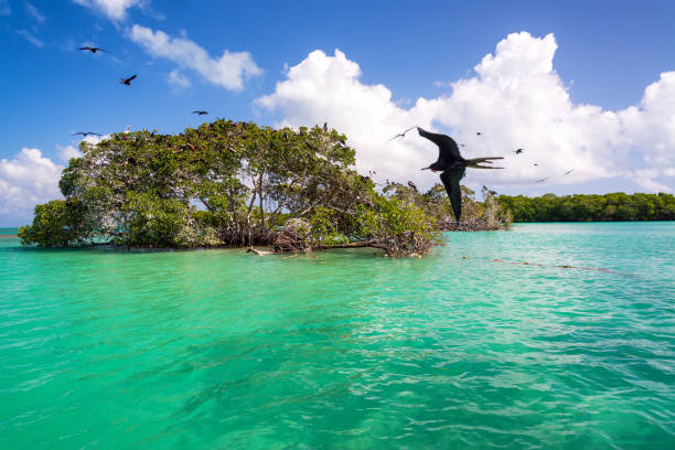 fragatas y manglares - mayan riviera fotografías e imágenes de stock