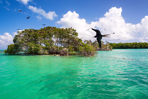 Mangrove and frigatebirds in the Caribbean Sea in the Sian Kaan Biosphere Reserve near Punta Allen, Mexico