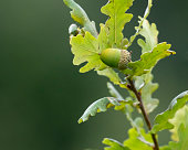 Green acorn growing on branch