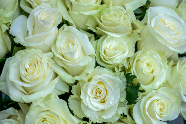 istock many a gentle flower white rose closeup 1128096853