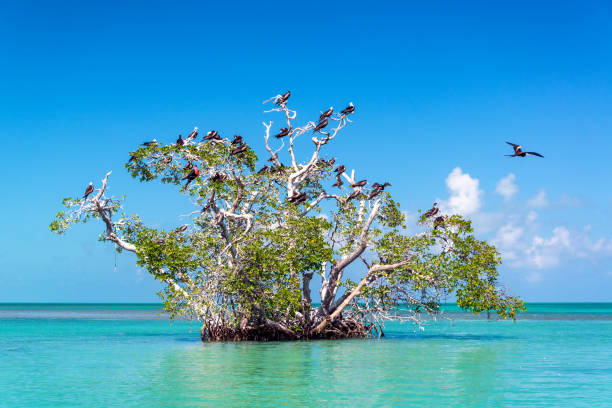 fragatas y el árbol de mangle - mayan riviera fotografías e imágenes de stock