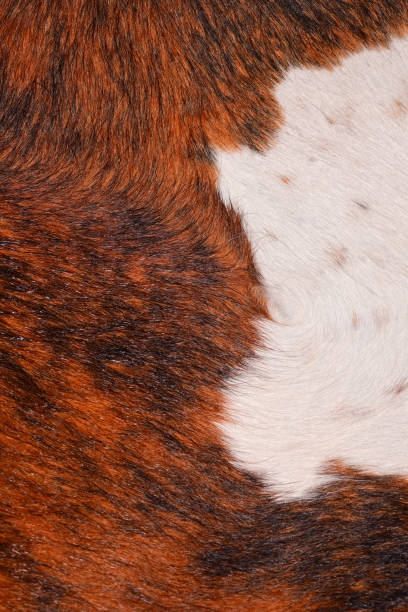 istock Close up of cracker cow hide with white  patch changing to copper 1128097037