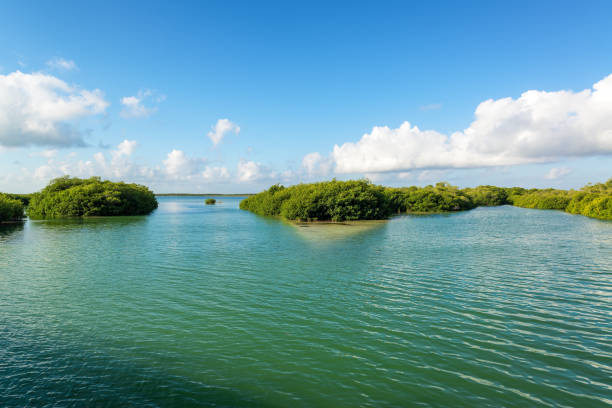 manguezais no méxico - mayan riviera - fotografias e filmes do acervo