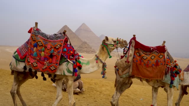 Camels and pyramids at Giza in Egypt.