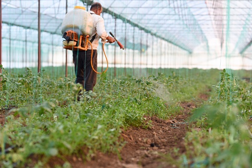 Farmer spraying pesticide his crops in his greenhouse