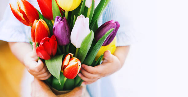 lindas tulipas em mãos de criança. - flower spring bouquet child - fotografias e filmes do acervo