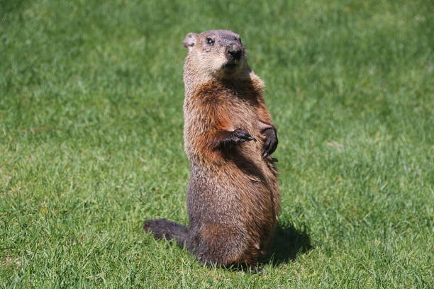 ¿día de la marmota? - groundhog fotografías e imágenes de stock
