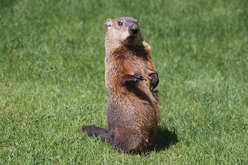 A groundhog scrambles across the grass in a park.  This rodent digs holes and causes damage to property and is sometimes disliked for this.  It is also monitored in February to forecast arrival of Spring.