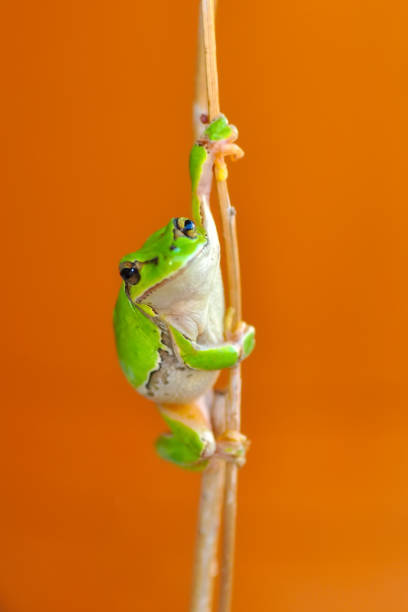 istock Beautiful Europaean Tree frog 1128099707
