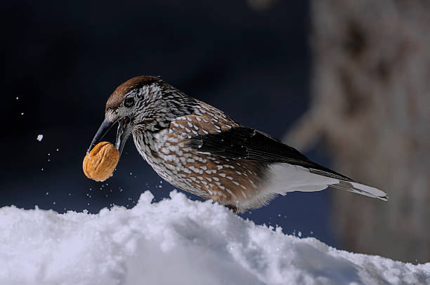 Shellcracker Bird 1,000+ Nutcracker Bird Stock Photos, Pictures & Royalty-Free Images ...