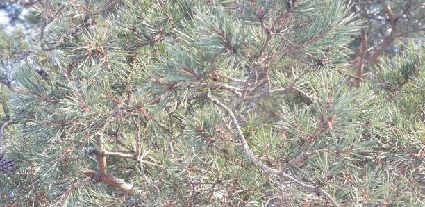 istock Close-up of pine branches. Green branches close up. 1128101302