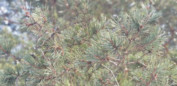 istock Close-up of pine branches. Green branches close up. 1128101314