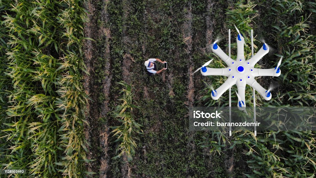Farmer spraying his crops using a drone Drone Stock Photo