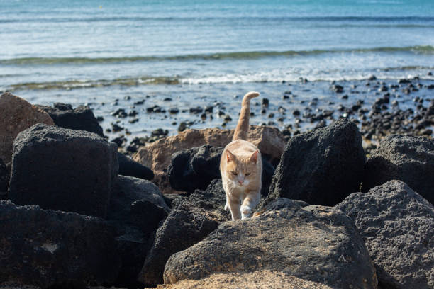 istock Red cat among the stones on the beach. 1128104041