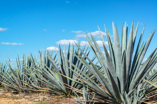 Blue Agave and Blue sky Blue agave plants in Mexico with a beautiful blue sky valladolid mexico photos stock pictures, royalty-free photos & images