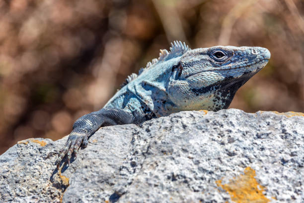 istock Iguana in Ek Balam 1128105919