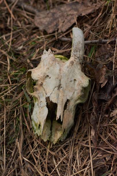 istock A real goat skull with one horn on a background of grass. 1128106741
