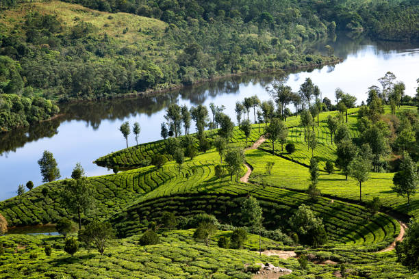 istock Hills , lake and tee plantations in Kerala 1128107012