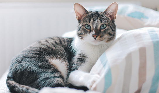 Funny striped kitten sitting and smiling (isolated on white)