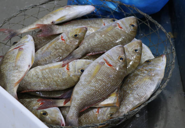 istock sherry fish in a market stall for sell 1128107778