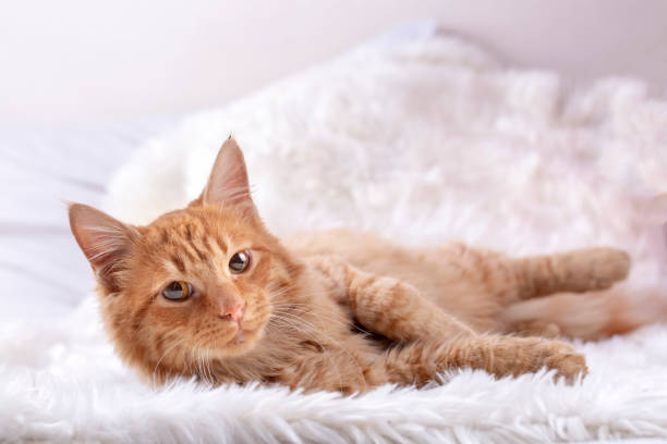 istock Pet animal; cute cat indoor. Yellow cat. 1128111671