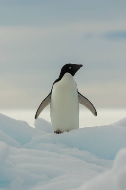 istock Penguins in their natural habitat 1128111715