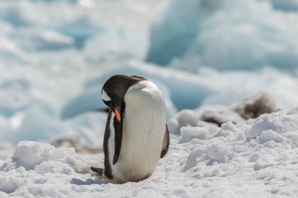 istock Penguins in their natural habitat 1128111749
