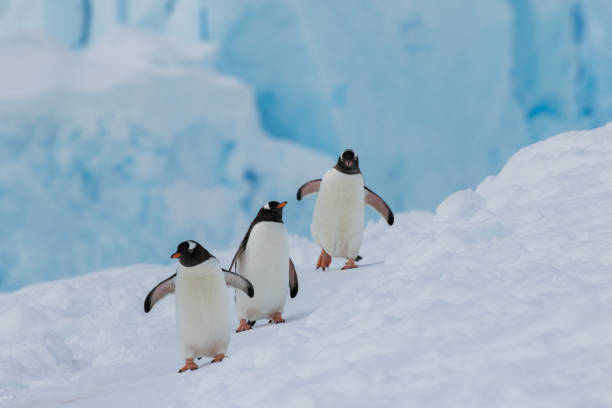 그들의 자연 서식 지에서 펭귄 - antarctica penguin bird animal 뉴스 사진 이미지