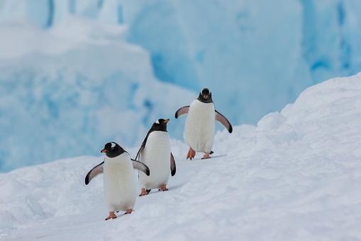 Two molting gentoo penguins stand amidst their feathers that have been shed on the rocks of the Antarctic Peninsula.