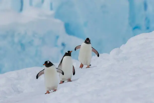 Photo of Penguins in their natural habitat