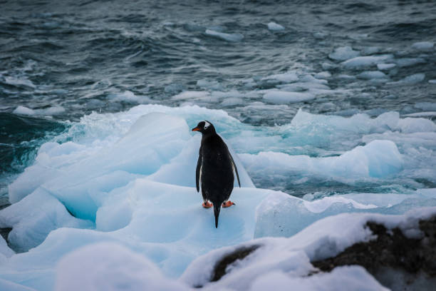 istock Penguins in their natural habitat 1128111753