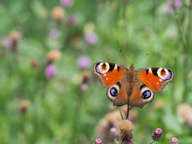 istock Peacock butterfly sittig on a plant 1128114205