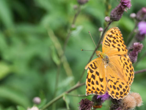 istock The silver-washed fritillary butterfly (Argynnis paphia) 1128114206