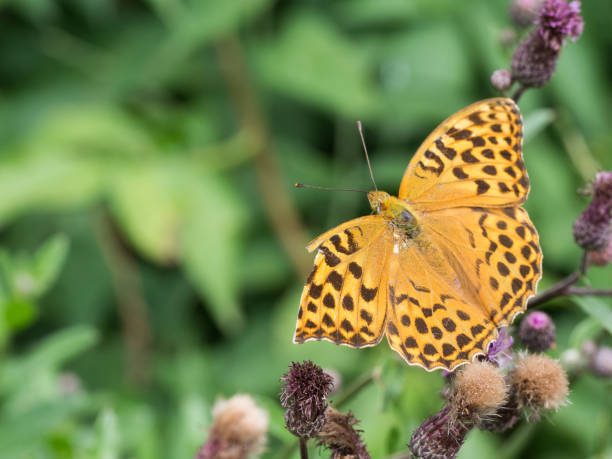 istock The silver-washed fritillary butterfly (Argynnis paphia) 1128114209