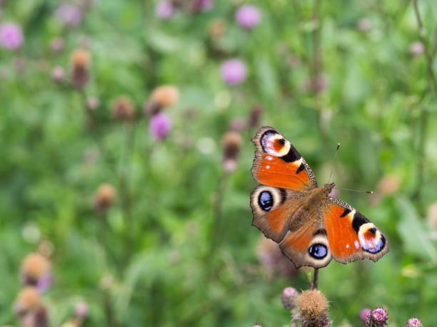 istock Peacock butterfly sittig on a plant 1128114213