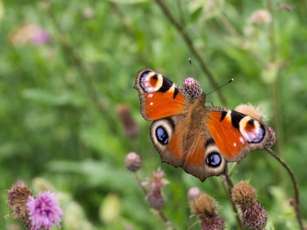 istock Peacock butterfly sittig on a plant 1128114304