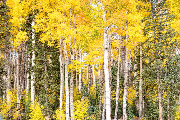 istock Yellow aspen trees in Cedar Breaks National Monument Utah USA 1128115427