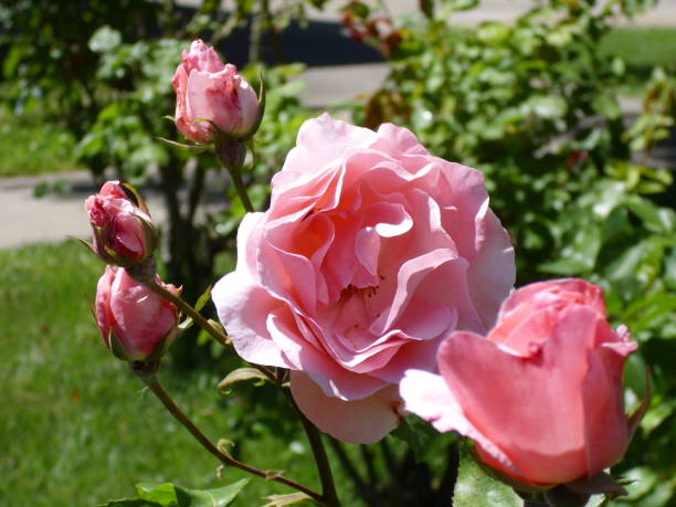 istock A Rose in My garden 1128117427