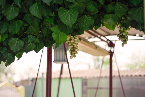 gardening. grape arch on the background of a swing