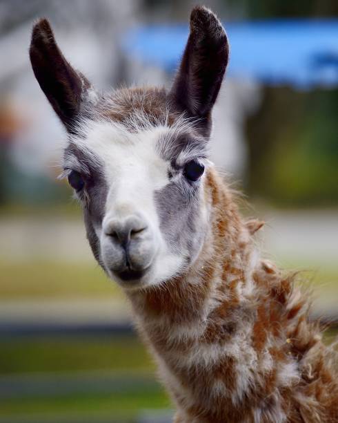 istock close-up of the alpaca's head 1128123915